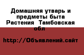 Домашняя утварь и предметы быта Растения. Тамбовская обл.